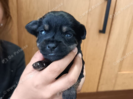 Beautiful Chorkie puppies