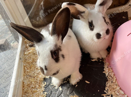 Mini lop cross English spot baby bunnies