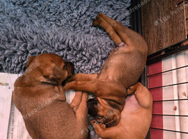Beautiful Patterdale puppies