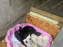 Patterjack puppies