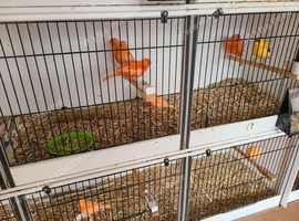 Red factor, Fife and Ivory canaries for sale