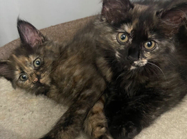 2 beautiful kittens