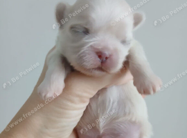 tiny imperial shih tzu pups