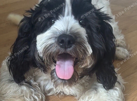 8 and a half month old cockapoo cross poodle
