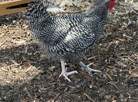 North Holland Blue Cockerel
