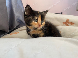 Stunning kittens