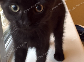 Beautiful kitten