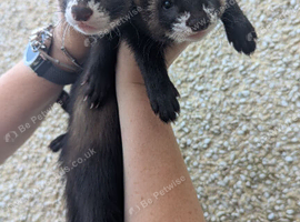 Ferret/eu polecat hobs 10 weeks old
