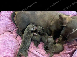 KC registered miniature dachshund
