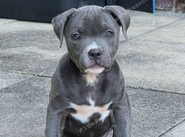 Staffordshire bull terrier girl