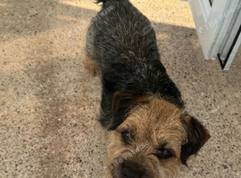 Blue and tan Border Terrier girl age 6