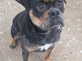Blue merle bulldog for sale