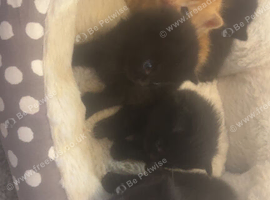 Kittens for sale