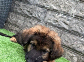 German shepherd puppy