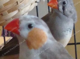 Zebra Finches