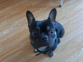 Frenchie  boy  12 mouths