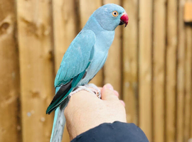 Blue ring neck parrot
