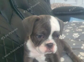 9 weeks English bulldog for sale