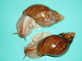 PANTHERA "GOLD" GIANT AFRICAN LAND SNAILS (5.5cm)