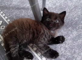 Lovely boy kitten for sale