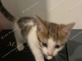 Kittens for sale