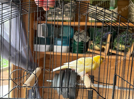 Canaries