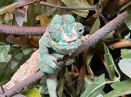 Male nosy faly panther chameleon