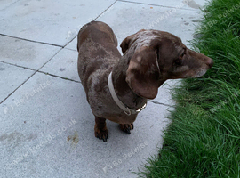 Dachshund boy