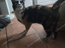 Tortoiseshell cat Female