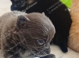 4 male Pomeranian  x chihuahua pups merle lilac cream