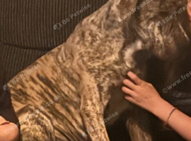 Cane corso x boerboel