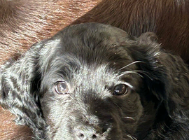 REDUCED ! GET HER THIS WEEKEND! Exceptional litter of F1b Cocker Tzu