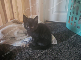 Kittens