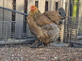 Brahma hens, NOW LAYING, garden chicken