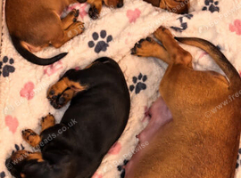 Brown and tan females left