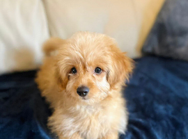 Cockapoo puppy male