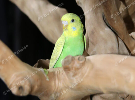 Budgies Pairs available &pound;65 a pair, 30