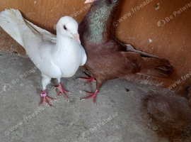 Pair of pigeons