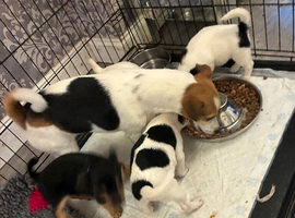 Jack Russel pups
