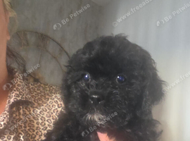 5 beautiful shihpoo babys looking for there forever homes ready to leave now