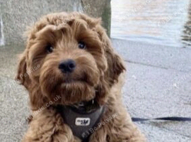 Cockapoo mixed Breed dog