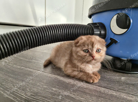 3 Scottish fold females