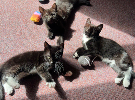 Chunky kittens preparing for a loving home 6.8 weeks AP! :)