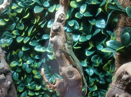 Mountain horned dragon young, captive bred.