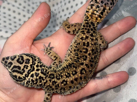 Super Giant (M) Jungle Leopard Gecko