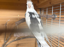 Proven male cockatiels dnd sex