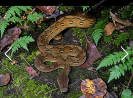 2025 SD Sunfire Het White Albino Reticulated Python