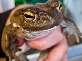 CB24 BUFO ALVARIUS