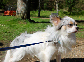 Long haired Merle & White Chihuahua FOR STUD
