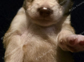 Beautiful Huskamute Pups